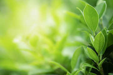 Closeup beautiful view of nature green leaves on blurred greenery tree background with sunlight in public garden park. It is landscape ecology and copy space for wallpaper and backdrop.