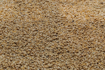 Luwak coffee, unclean coffee beans,  Kopi luwak is coffee that includes part-digested coffee cherries eaten and defecated by the Asian palm civet at coffee drying yard in Dalat, Vietnam.