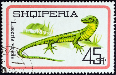 European Green Lizard, Lacerta viridis (Albania 1966)