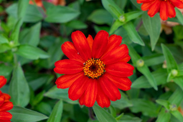 Beautiful flowers in the Garden