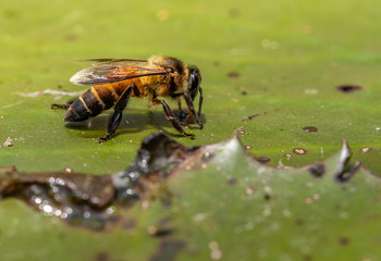 Macro bee drinking water