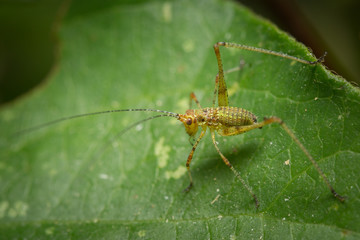 Jeune sauterelle sur une feuille