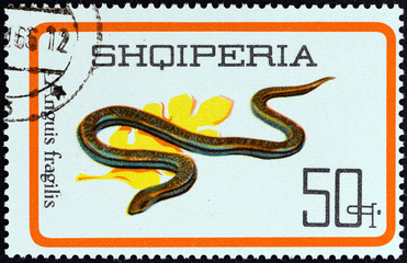 Slow worm, Anguis fragilis (Albania 1966)