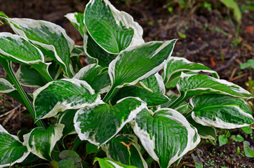 Close up of the leaves of the Hosta 'Patriot' in a garden border