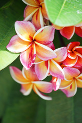 Fototapeta premium close up of beautiful plumeria flower background
