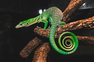 Emerald Tree Monitor - Powered by Adobe