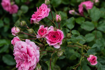 Beautiful pink rose in the rose bush
