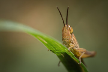 Criquet sur un brin d'herbe