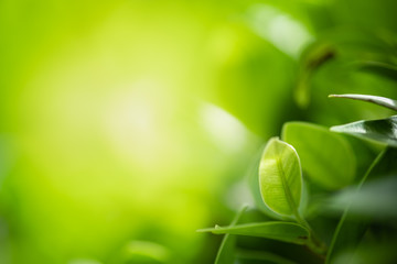 Closeup beautiful view of nature green leaves on blurred greenery tree background with sunlight in public garden park. It is landscape ecology and copy space for wallpaper and backdrop.