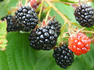 blackberries on a bush