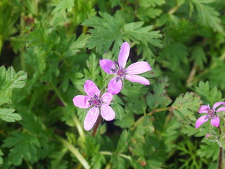 pink flowers in the garden