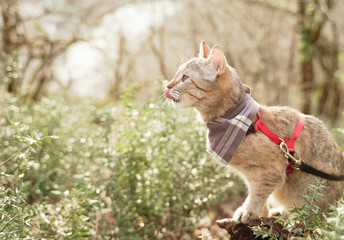 Domestic cat on a leash walking in summer forest.