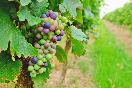 immature green and red grapes with leaves on the vine in the vineyard. background of Healthy fruits, colored wine grapes. still not ready to harvest and eat. Grape field in rhineland palatinate. - Powered by Adobe