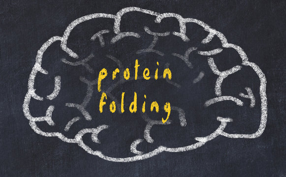 Drawind Of Human Brain On Chalkboard With Inscription Protein Folding