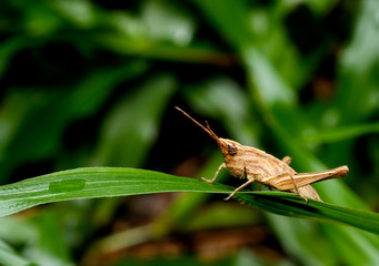 Brown grasshopper stay on green leaf with dark green background of forest.