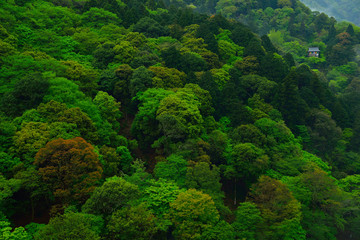 The spring season. Green zone in Kyoto, Japan.