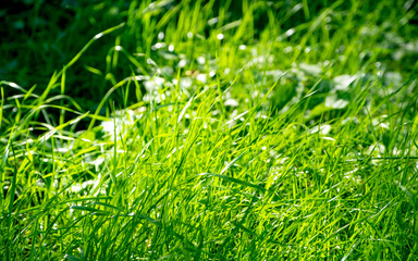 Grass