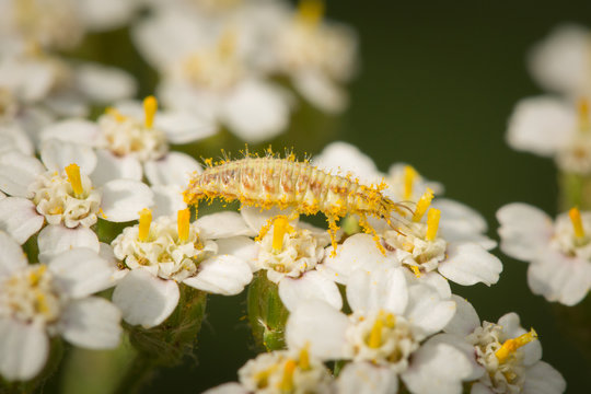 Larve de chrysope sur une fleur