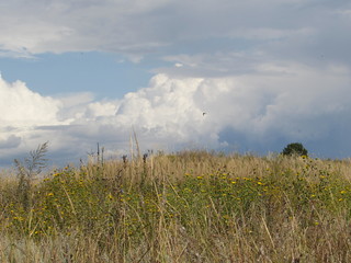 landscape with green field and blue sky