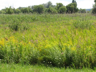 green field of flowers