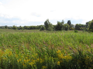 landscape with green field and blue sky