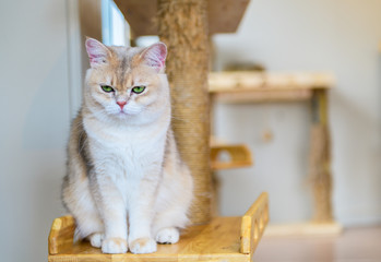 Cute brown scottish fold cat sitting on wood,