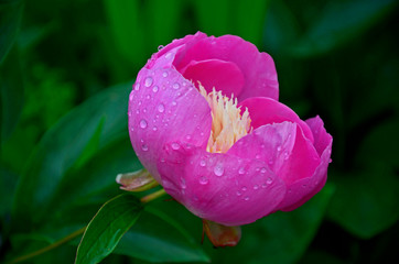 The colourful paeonia lactiflora 'Bowl of Beauty' with raindrops in a flower border