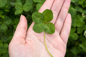 Four leaf Shamrock on hand in the clover field. Symbol of luck and Saint Patrick's Day.