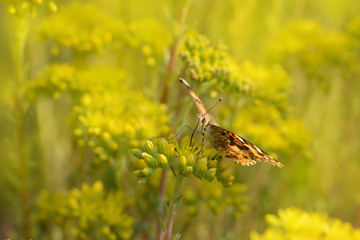 Schmetterling 615 © K.-U. Häßler
