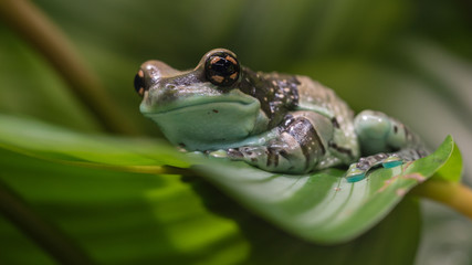 Amazon milk frog at Nordens Ark, Sweden
