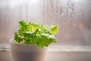 Lettuce in white pot on windowsill