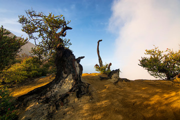 Softfocus Morning light with trees at Kawah Ijen in East Java,Indonesia.