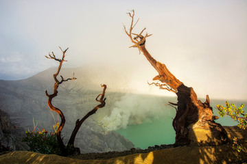 Softfocus Morning light with dead trees at Kawah Ijen in East Java,Indonesia.