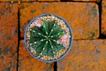 Gymnocalycium mihanovichii with pinkish flowers in a pot on clay-brick floor.