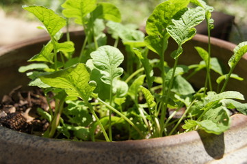 rattit, a vegetable with a head in the ground