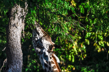 Seitenansichten einer Giraffe