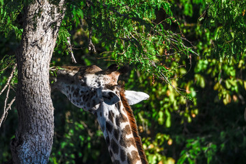 Seitenansichten einer Giraffe