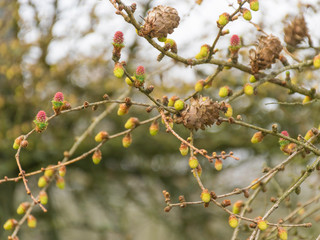 abstract, tree branches and buds spring, used as textures