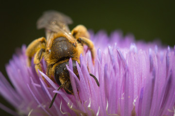 Abeille butinant une fleur de chardon
