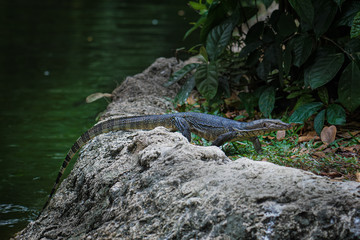 lizard on rock