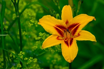 Close up portrait of the Hemerocallis Daylily 'Centrepiece'