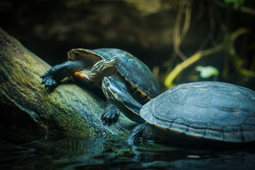 tortoises on log