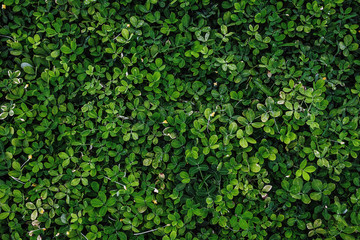 Dark green leaves foliage in tropical forest