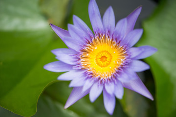 Water lily or lotus flower on green leaves background