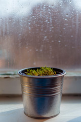 Dill sprouts in aluminum pot on windowsill