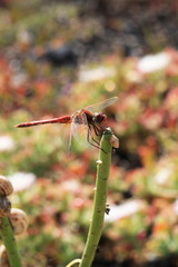 Libelle