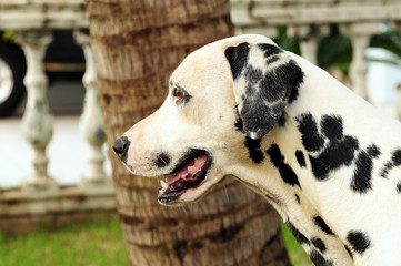 dalmata breed dog in profile