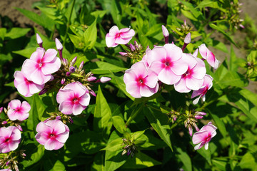 pink flowers in the garden