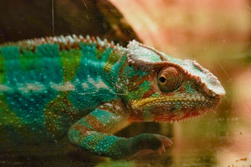 colourful lizard chameleon