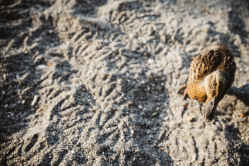 Young mallard duck with lots of negative space on left side staring straight to the camera, like saying: